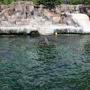 Aalborg Zoo - Sea lion exhibit