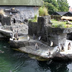 Aalborg Zoo - Penguin exhibit