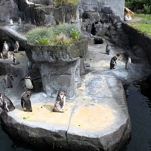 Aalborg Zoo - Penguin exhibit