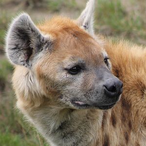 spotted hyena
