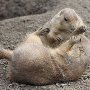 playing prairie dogs