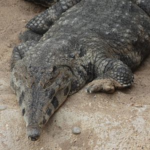 crocodylus cataphractus
