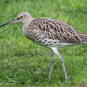 curlew