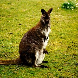 Wallaby with joey 20th March 1999