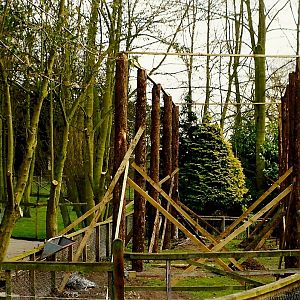Aviary under construction 20th March 1999
