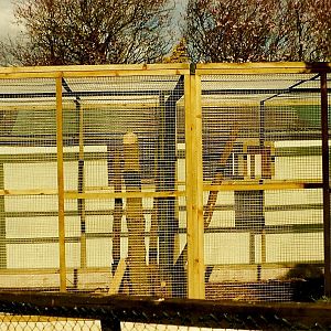 Holding cage for Lemur island 20th March 1999