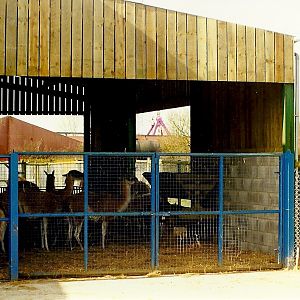 Guanaco shelter at rear of Sealion Centre 20th March 1999