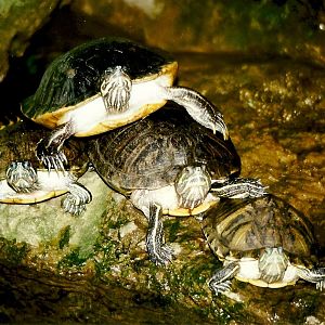 Red-eared Terrapins 20th March 1999