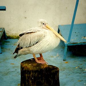 Pink-backed Pelican in Sealion Centre 20th March 1999