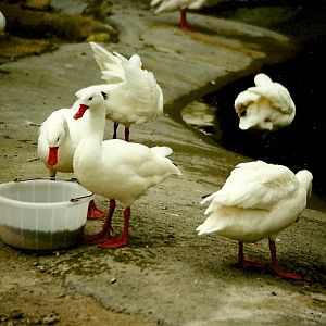 Coscoroba Swans 20th March 1999