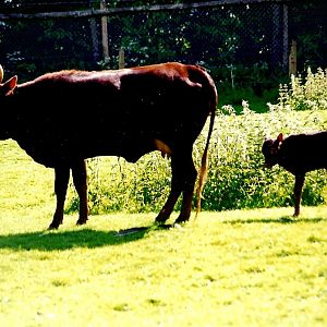 Ankole cow and calf 5th June 1999