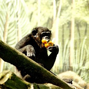 Chimpanzee 5th June 1999