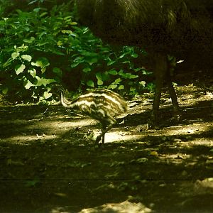 Emu chick 5th June 1999