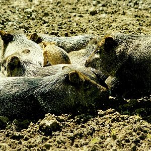 Collared Peccaries 5th June 1999