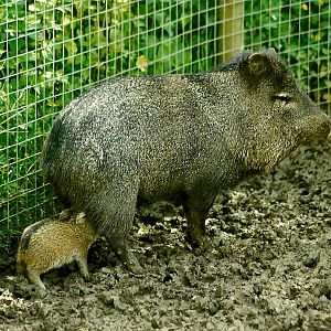 Collared Peccary and young 5th June 1999