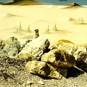 Meerkats new for 1999 5th June 1999