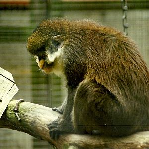Spot-nosed Monkey 5th June 1999