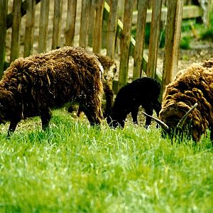 Soay Sheep 5th June 1999