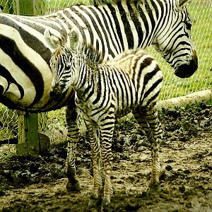 Zebra and foal 5th June 1999