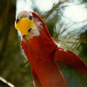 Green-winged Macaw 5th June 1999