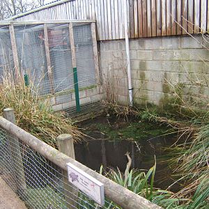View of Red-eared Slider exhibit