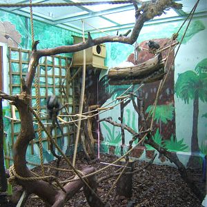 View of Geoffroys Marmoset enclosure