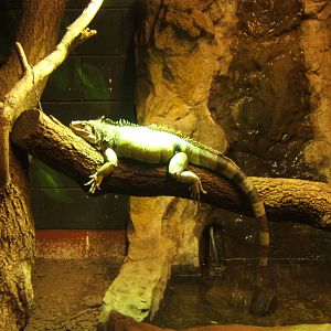 Green Iguana