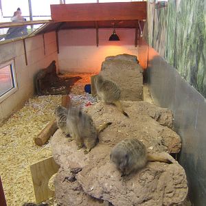 View of Meerkat indoor exhibit