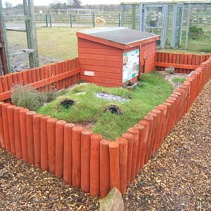 View of Eastern Herman Tortoise enclosure