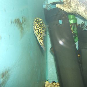Green Puffer Fish (Tetraodon flauviatilis)