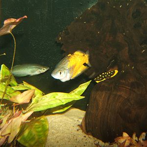 Parkinson`s Rainbow Fish (Melanotaenia parkinsoni)