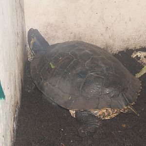 Yellow-bellied Slider