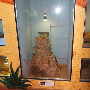 View of Inland Bearded Dragon enclosure