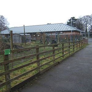 View of Ring-tailed Lemur/Reves Muntjac enclosure and main building