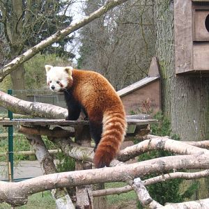 Red Panda