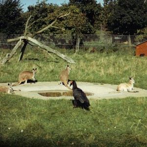 ground hornbill and wallabies 1987