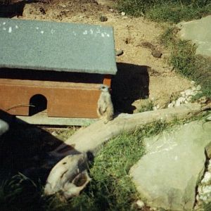 meerkat 1987
