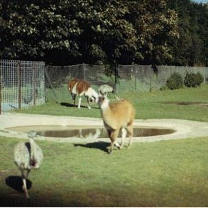 Guanaco/llama rhea 1986