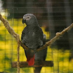 African Grey Parrot 14th August 1999