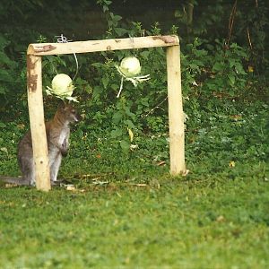 Wallaby enrichment 14th August 1999