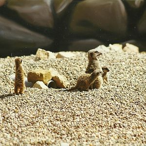 Meerkats 14th August 1999