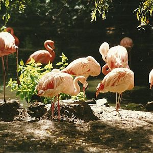 Flamingos 14th August 1999