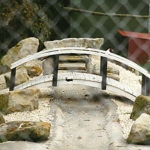 New aviary for wading birds 14th August 1999