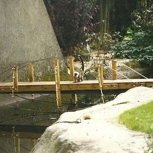 Lemur island bridge to house 14th August 1999