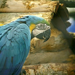 Blue and Yellow Macaw 14th August 1999