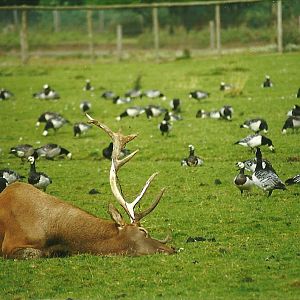 Wapiti stag and Barnacle Geese 14th August 1999
