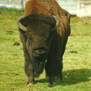 American Bison 14th August 1999