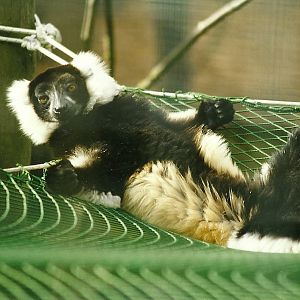 Hybrid Ruffed Lemur 14th August 1999