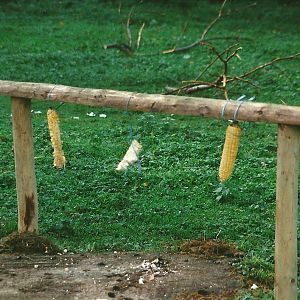 Wallaby enrichment 25th September 1999