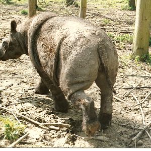 Sumatran Rhino